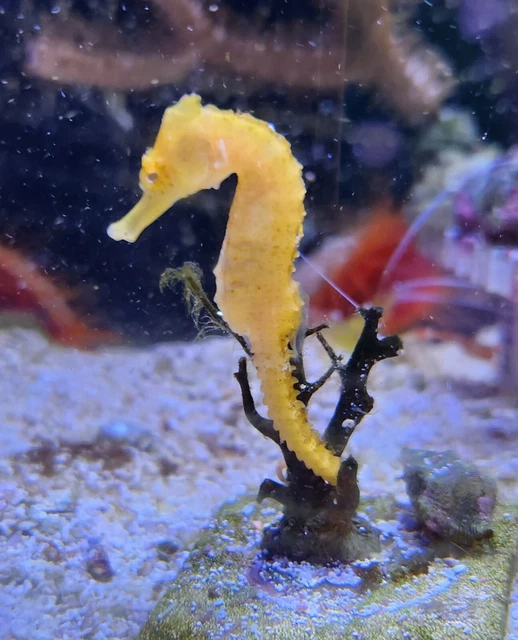 LIVE SEAHORSE MD Orange/Yellow Erectus Seahorse Tank Raised 3" WYSIWYG