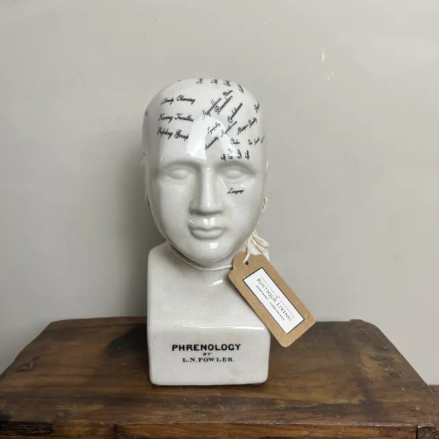Ceramic Phrenology Head Ornament - 20cm Medical Bust - Crackle Glazed Finish