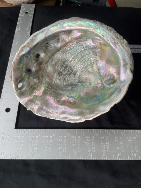 Abalone Shell 8 3/4"x 7" Vintage California Trophy Size Haliotis Rufescens