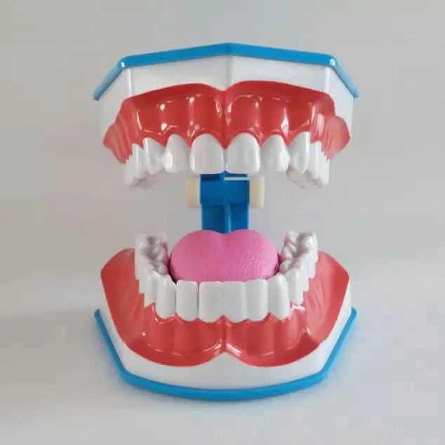 Dental Typodonts Teeth Brushing Model with Tongue Flossing Practice for Teaching