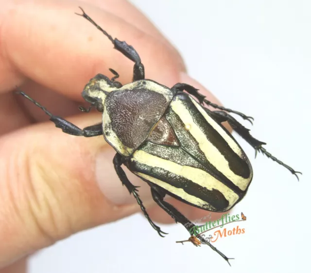 Dicronorhina derbyana Beetle SET x1 A1- FM Entomology Insect Specimen.