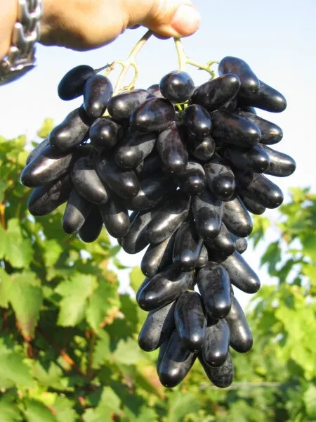 Vitis vinifera Souvenir Weinrebe Weintraube dunkelblau reichtragend veredelt