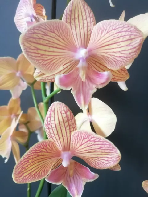 Orchidee Phalaenopsis Lianher Pudding in einem geschlossenem System