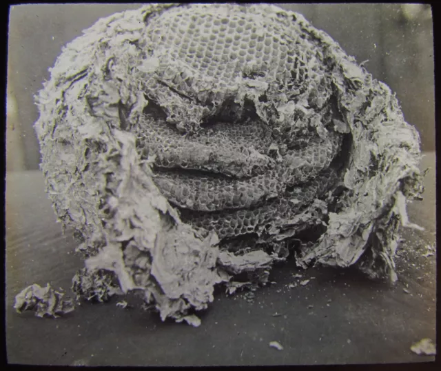 Glass Magic Lantern Slide WASP NEST INTERIOR C1910 PHOTO INSECTS
