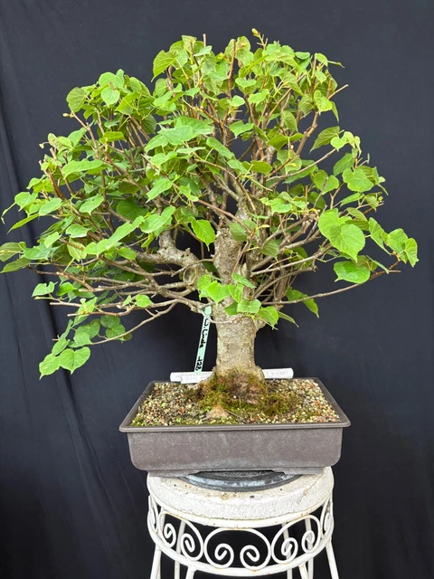 BONSAI LINDE WINTERLINDE Tilia cordata Rohware 20 Jahre 70cm EUR 239,00 -  PicClick DE