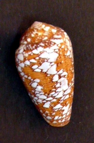 CONUS PENNACEUS BEHELOKENSIS 41,5 mm EUR 12,00 PicClick IT