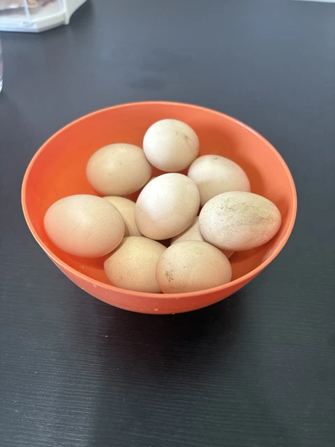 Uova Azzurre Feconde Araucana In Vendita In Sports E Hobby In Tutta Italia