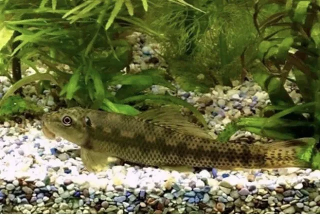 Chinese Algae Eater  (juvenile) - Live Freshwater fish