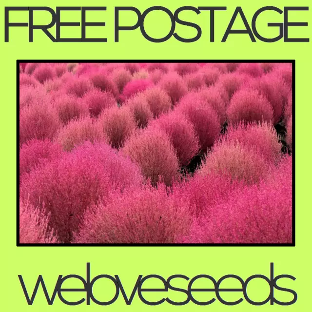 LOCAL AUSSIE STOCK - Pink Fairy Floss Grass, Garden Plant Seeds ~10x FREE SHIP