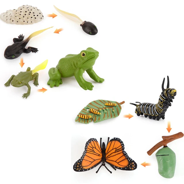 Katutude Cycle de Croissance des Insectes Modèle Jouet Kit, Plateau de Cycle de Vie Montessori Animaux Figurine Éducatif Jouet Cadeau pour Enfants Garçons Filles
