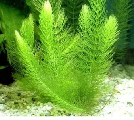 Plante Aquarium Bassin Oxygénante Ceratophyllum 0,5 L Idéale Pour Oxygénation