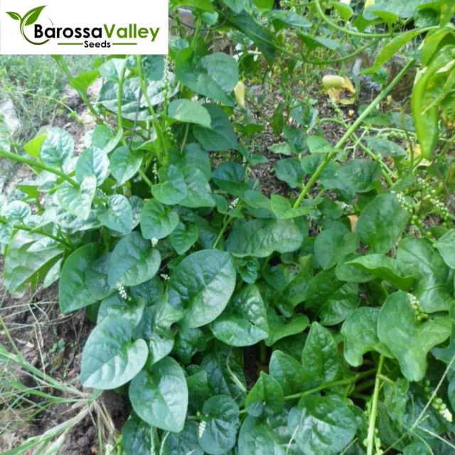 SPINACH Ceylon MALABAR GREEN 15 Seeds Grow VEGETABLES