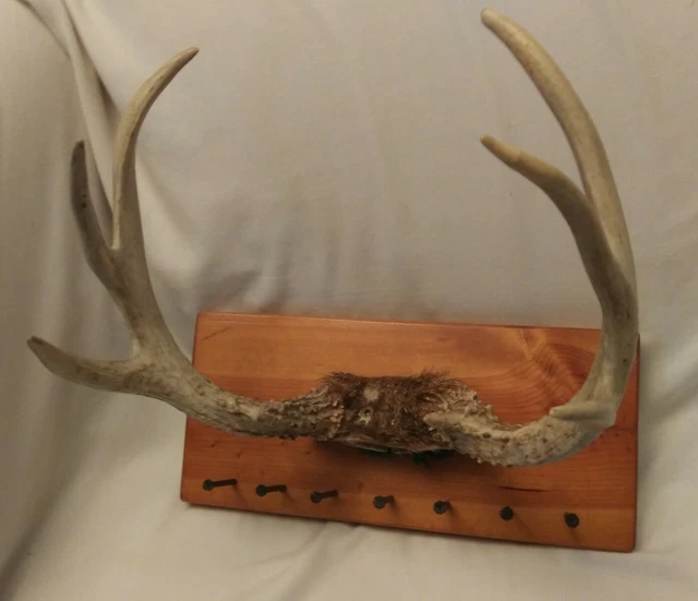VINTAGE DEER ANTLERS Key Tie Rack Taxidermy Folk Art Wall Mount 4 Point