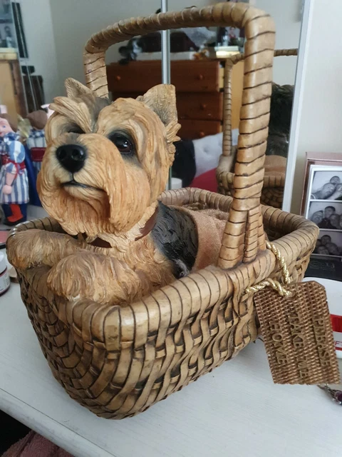 Preloved yorkshire best sale terrier