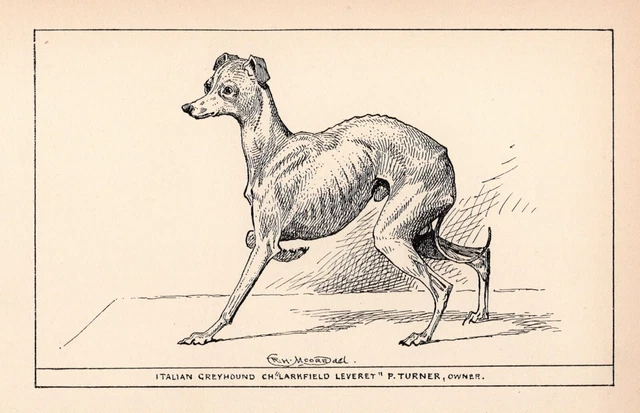 Antique Italian Greyhound Print 1912 Moore Italian Greyhound Wall Art 4803b