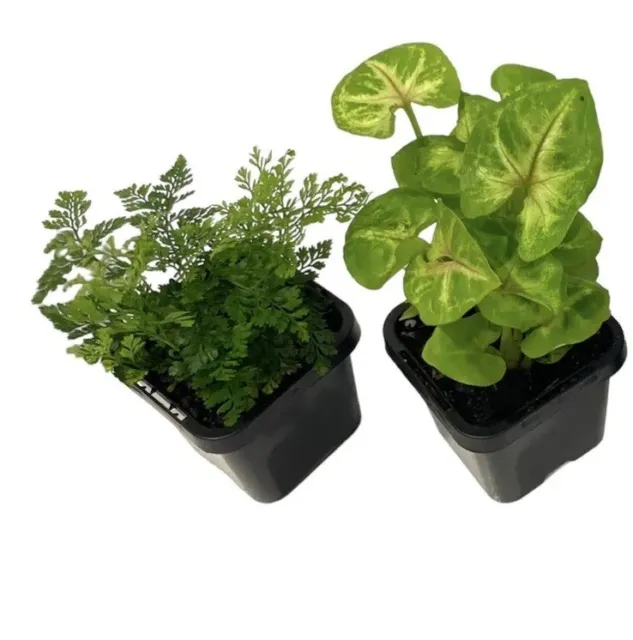 2 x Terrarium Plants - Assorted 7cm Pots Compact Bottle Babies Premium Quality