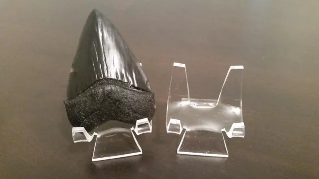 *5 Premium 3" Display Stand Easel Megalodon Shark Tooth Teeth #35