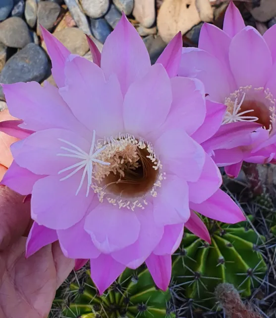 Echinopsis oxygona seeds - PINK FLOWERING - Easter Lily Cactus Pkt 10 SEEDS