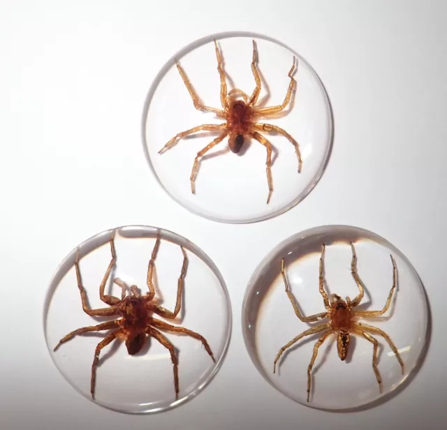 Insect Cabochon Ghost Spider Specimen 35 mm Round clear 3 pieces Lot