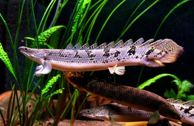 1 Live Delhezi Bichir Premium Juvenile Freshwater Tropical Fish High Quality A++