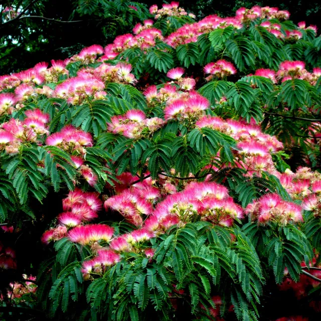 Mimosa Tree Seeds (Albizia julibrissin) Persian Pink Silk Flower Plant Bonsai