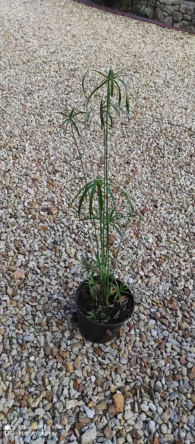 1 plant Papyrus Cyperus Alternifolius 70 cm plante bassin jardin, appartement