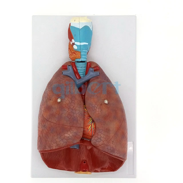 HUMAN RESPIRATORY SYSTEM Model 7 Parts Larynx Lungs Heart Natural Life ...