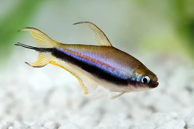 Group of 6+2 Live Emperor Tetras Premium Freshwater Tropical Fish High Quality