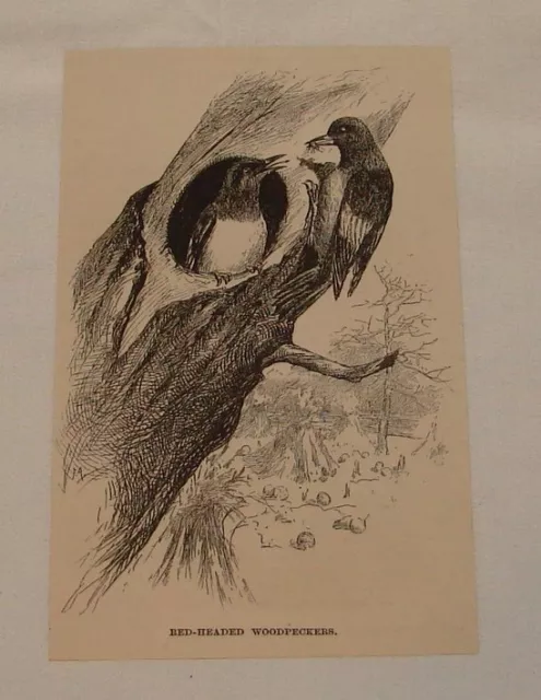 1891 magazine engraving ~ RED-HEADED WOODPECKERS