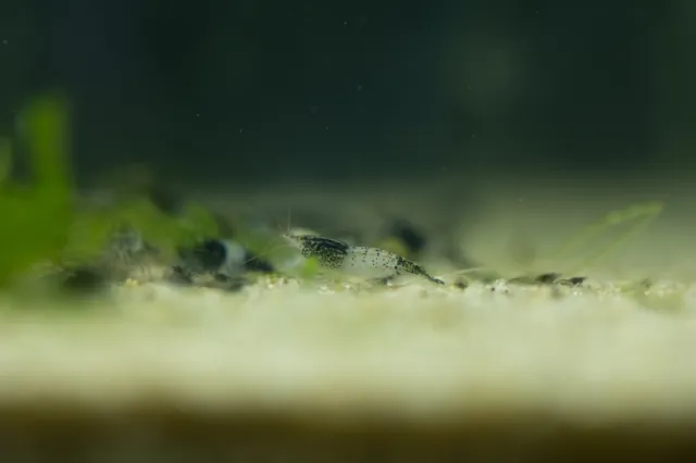 15+1 Black Rili Shrimp (Colony Starter) Freshwater Neocaridina Aquarium