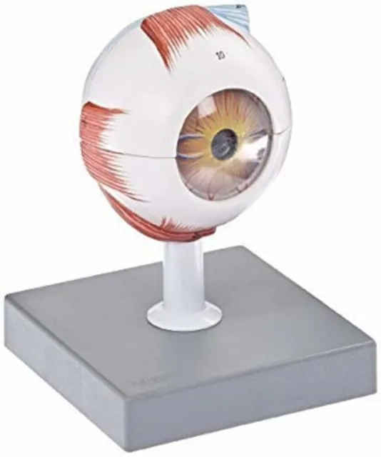 Eye Model Medical & Lab Equipment Devices Conxport