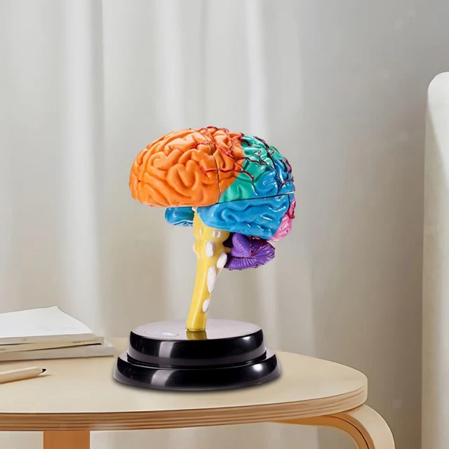 BRAIN MODEL ANATOMY Anatomical Model Brain Functions Model Human Brain ...