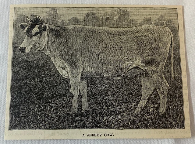 1885 magazine engraving ~ A JERSEY COW
