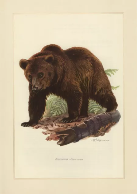 Braunbär Ursus arctos Farbdruck von 1959 Zoologie