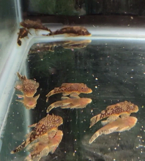 3 Pk Calico and Choc Bristlenose Plecos, Ancistrus sp. 2"+ Homebred, Quality 2
