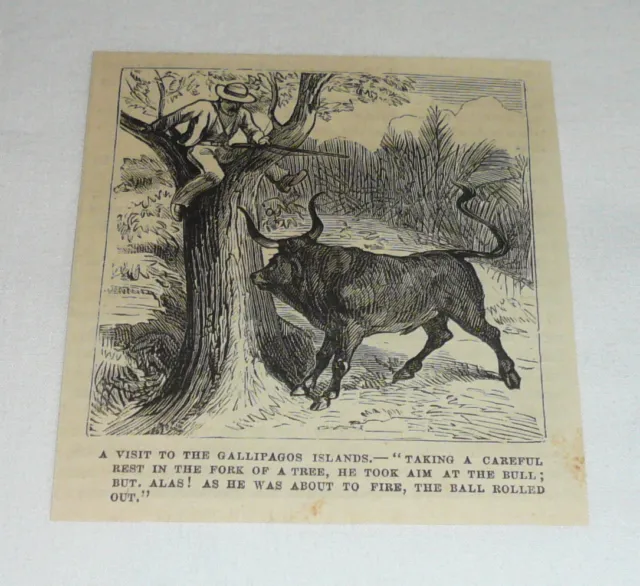 1878 small magazine engraving ~ VISITOR IN THE GALLIPAGOS TREED BY BULL