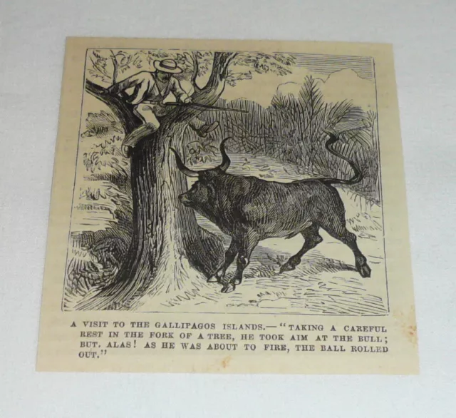 1878 small magazine engraving ~ VISITOR IN THE GALLIPAGOS TREED BY BULL