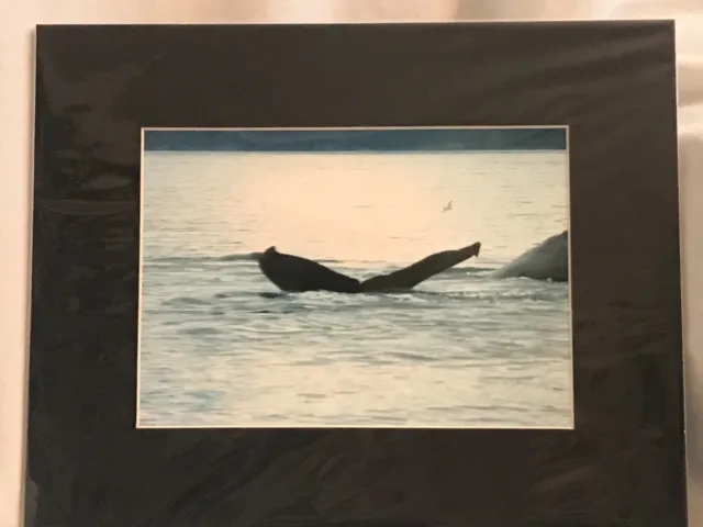 Whale Photograph 5x7 matted to 8x10. Original Art.