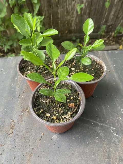 Kaffir Lime Tree (4” Potted Rooted Seedlings)