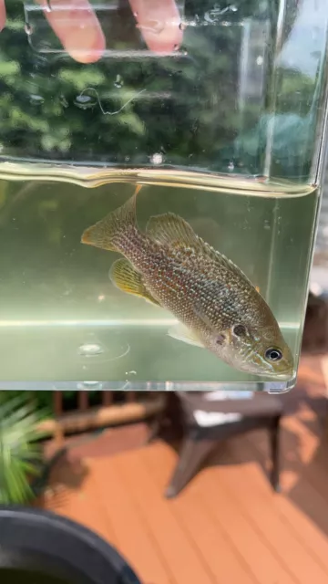 2x 2”-4” GREEN SUNFISH live freshwater aquarium pond fish *PLS READ DESCR*