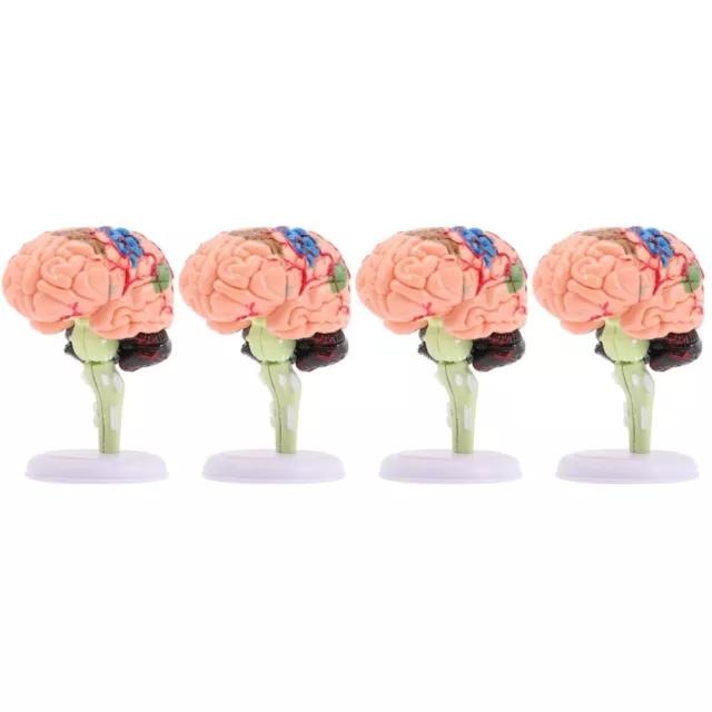 4pcs Gehirnmodell Anatomie Modell Hirnmodell für neurowissenschaftliche