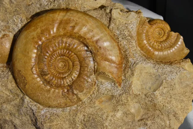 grande plaque avec 4  ammonites du bajocien  Bajocisphinctes aff. lenki de Caen.