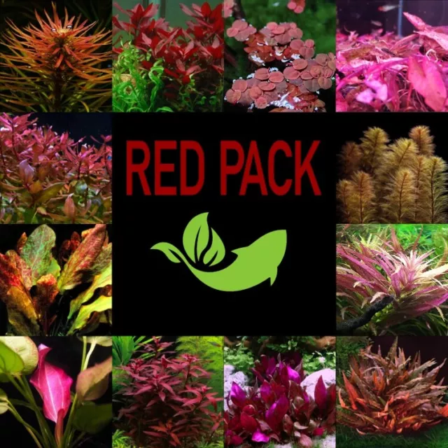 Aquatic Plant RED Pack (3 Plants) Fish Tank Aquarium Plants RARE INCLUDED