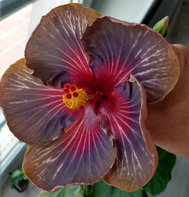 HIBISKUS ROSA SINENSIS - Hibiscus - Pflanze im Topf EUR 37,06 - PicClick DE