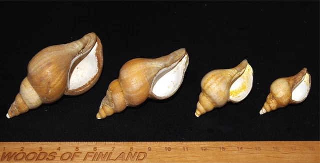 PLIOCENE GASTROPOD NEPTUNEA angulata from Red Crag, Walton-on-the-Naze ...