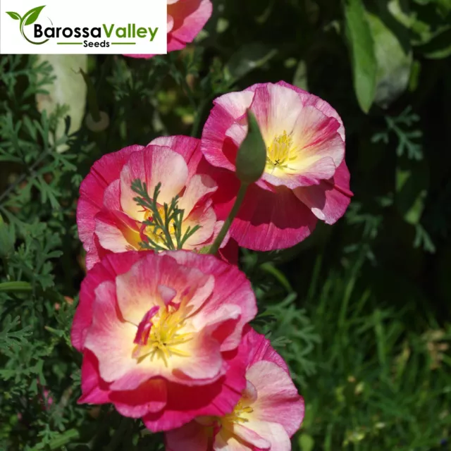 CALIFORNIAN POPPY (ESCHSCHOLZIA) - CALIFORNICA FRILLED ROSE 55+ Seeds FLOWERS 2