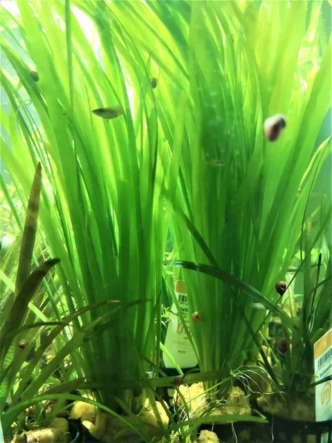 Lot de 3 plantes de Vallisneria Gigantea - Plante vivante pour aquarium