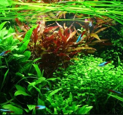 Alternanthera Reineckii Red Broad Potted Freshwater Live Aquarium Plant Beginner 3