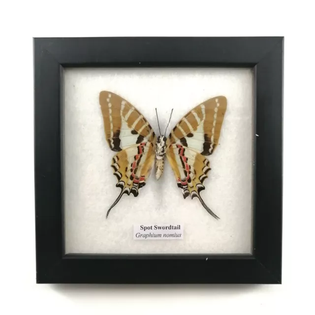 Spot Swordtail Taxidermy Insect in Frame Beautiful Gift Collectible #2