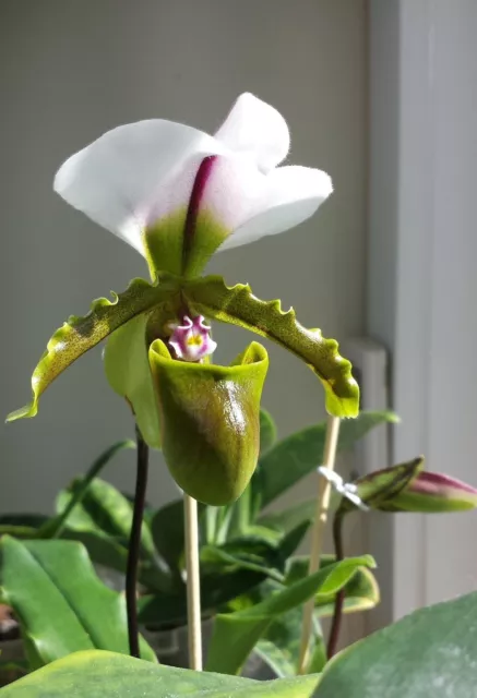 Orchidee Paphiopedilum spicerianum NATURFORM / Jungpflanze